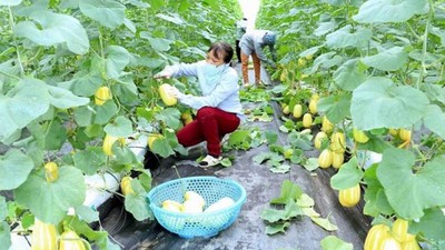 Bắc Giang: Đẩy mạnh nghiên cứu, ứng dụng khoa học công nghệ trong nông nghiệp
