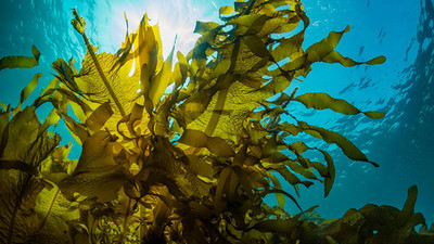 Phục hồi rừng tảo bẹ đang dần biến mất tại Australia