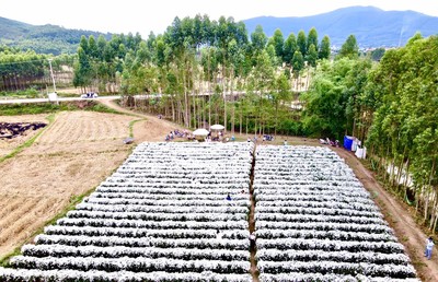 Bắc Giang: Mê mẩn vẻ đẹp tinh khôi - vườn cúc họa mi ở Cương Sơn, Lục Nam