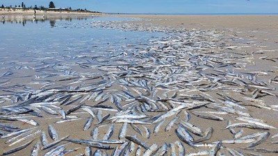Úc; Thuỷ triều xuống thấp và nắng nóng đã giết chết hàng ngàn con cá ở Semaphore