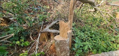 Đắk Nông: Rừng ở huyện Tuy Đức tiếp tục bị chảy máu
