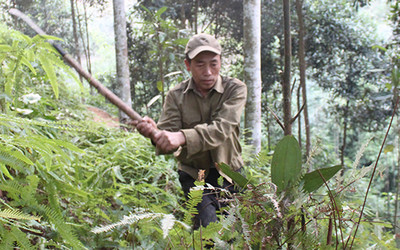 Yên Bái: Huyện Văn Chấn vượt khó giữ màu xanh cho rừng