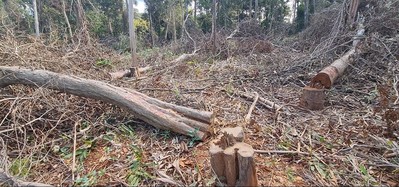 Đắk Nông: Phát hiện hàng loạt vụ phá rừng trái phép
