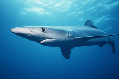 Công nghệ mới giúp cứu hàng triệu con cá mập mỗi năm