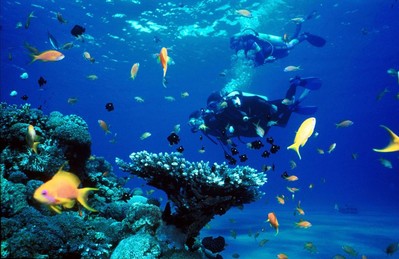 Gần 10% sinh vật biển đang có nguy cơ tuyệt chủng