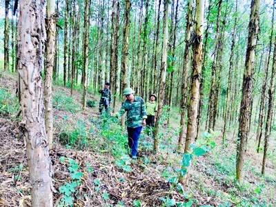Bắc Giang: Cựu chiến binh Bùi Văn Hùng làm giàu nhờ tâm huyết trồng rừng kinh tế