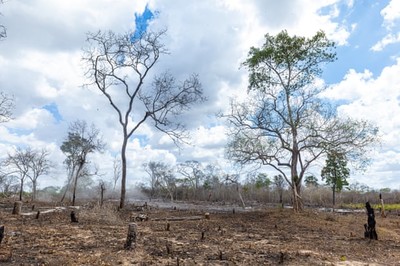 Việc buôn bán than củi đang bùng nổ ở Tanzania thúc đẩy nạn phá rừng không được kiểm soát