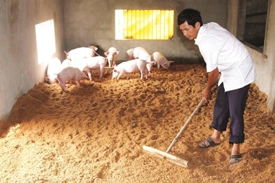 Đồng Nai: Sử dụng đệm lót sinh học trong chăn nuôi góp phần bảo vệ môi trường