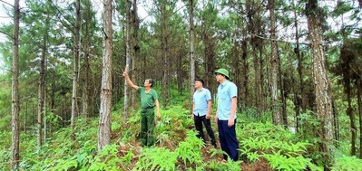 Quảng Ninh đảm bảo duy trì, phát triển ổn định diện tích rừng tự nhiên