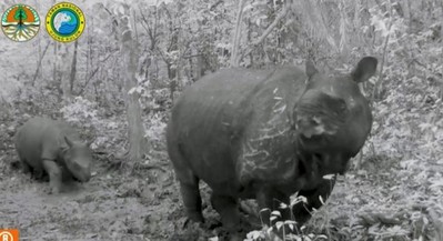Indonesia chào đón thêm hai con tê giác thuộc loài sắp tuyệt chủng