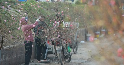 Danh sách chợ hoa xuân của Hà Nội phục vụ Tết Nguyên đán 2023