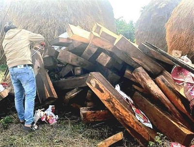 Quảng Ngãi: Phát hiện cả trăm phách gỗ giấu gần đống rơm trong nhà dân