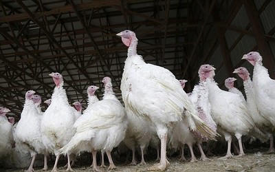 Israel phát hiện các ổ dịch cúm gia cầm độc lực cao tại trang trại gà tây