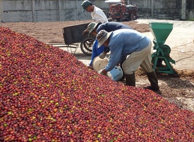 Sản lượng cà phê xuất khẩu của tỉnh Đắk Lắk cao nhất từ trước đến nay