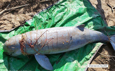 Campuchia: Thành lập khu bảo tồn cá heo quý hiếm trên sông Mekong