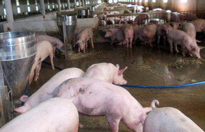Đắk Nông: Một cơ sở chăn nuôi lợn xả thải bị phạt gần 150 triệu đồng