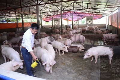 Thái Nguyên khuyến khích bà con sử dụng chế phẩm sinh học trong chăn nuôi
