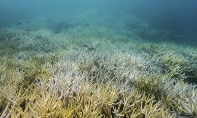 Tình trạng tẩy trắng san hô đang đe dọa sự tồn tại của nhiều loài sinh vật