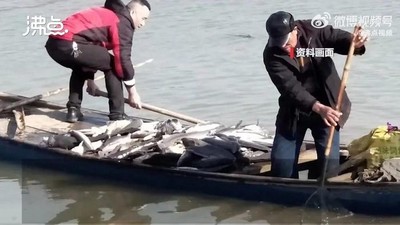 Trung Quốc: Hầu toà vì phóng sinh 12 tấn cá xuống hồ để cầu may