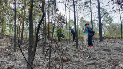 Khẩn trương làm rõ nguyên nhân vụ cháy rừng tại huyện Yên Dũng