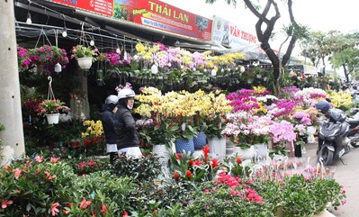 Đà Nẵng: Hoa tết tăng giá, sức mua giảm