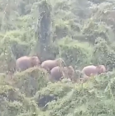 Quảng Nam phát hiện 5 cá thể voi rừng