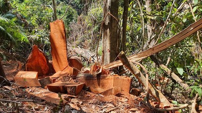 Nỗ lực giảm suy thoái nguồn tài nguyên rừng
