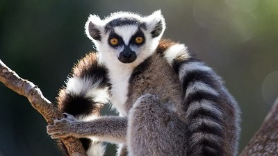 Quần thể động vật hoang dã của Madagascar đứng trước nguy cơ tuyệt chủng