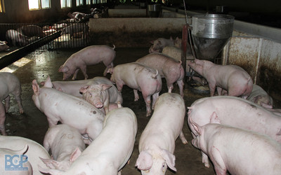 Bắc Giang: Tăng cường kiểm soát giết mổ động vật và sử dụng chất cấm trong chăn nuôi