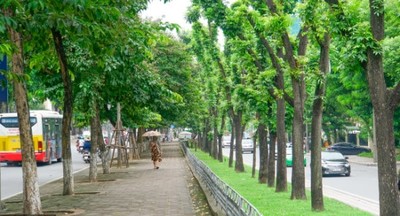Hà Nội sẽ trồng mới 250.000 cây xanh đô thị trên các tuyến đường giao thông