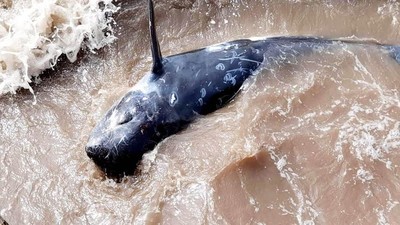 Cá heo nặng 200kg trôi dạt vào bờ biển Ninh Bình