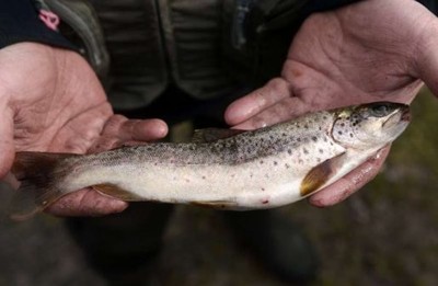 Ăn một con cá trong sông hồ ở Hoa Kỳ bằng cả tháng uống nước nhiễm độc