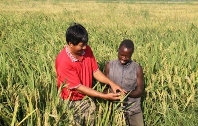 Lai tạo giống lúa mới có sức chống chọi tốt và giải quyết nạn đói tại châu Phi