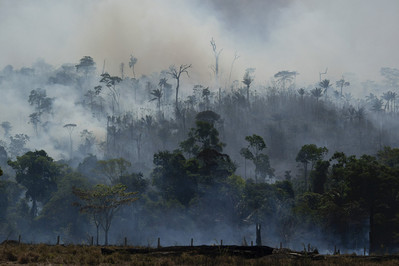 Đức cam kết hỗ trợ hàng triệu USD để bảo vệ rừng Amazon