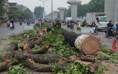Hà Nội ủy quyền cấp phép chặt hạ, dịch chuyển cây xanh cho huyện