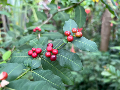Một số kết quả nghiên cứu khoa học các loài thực vật có giá trị làm thuốc tại Vườn Quốc gia Vũ Quang
