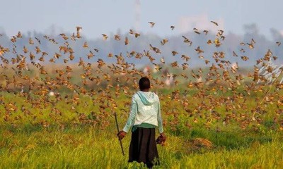 Kenya: Dùng thuốc trừ sâu diệt chim rồng rộc mỏ đỏ ảnh hưởng tới hệ sinh thái