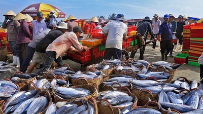 Tiềm năng, trữ lượng hải sản của vùng biển Việt Nam?