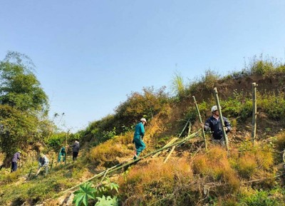 Nghệ An: Con Cuông phát động trồng tre giữ đất, giữ làng