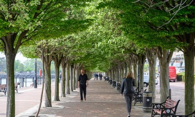 Trồng nhiều cây hơn ở các thành phố có thể cắt giảm tỉ lệ tử vong do nắng nóng mùa hè