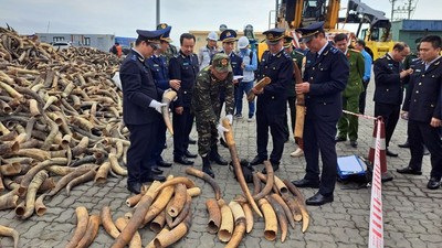 Hải Phòng phát hiện container chứa 130kg ngà voi nhập lậu từ châu Phi