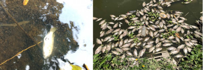 Thanh Hoá: Cá tự nhiên chết bất thường ở dòng suối và đập Hón Thành