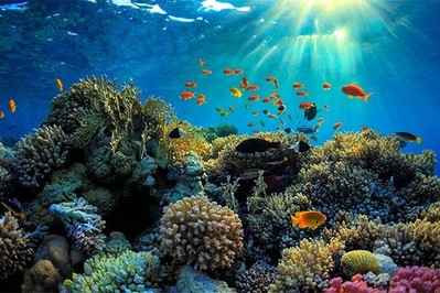 Dự án khai thác than bị huỷ bỏ để bảo vệ Rạn san hô ở Australia
