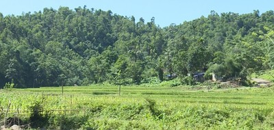 Lang Chánh báo cáo tiến độ kiểm tra, xác minh xử lý vụ việc khai thác rừng trái pháp luật