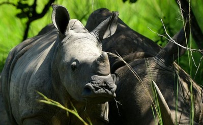 Uganda: Sau nhiều năm bị săn trộm, số lượng tê giác và voi đã tăng lên