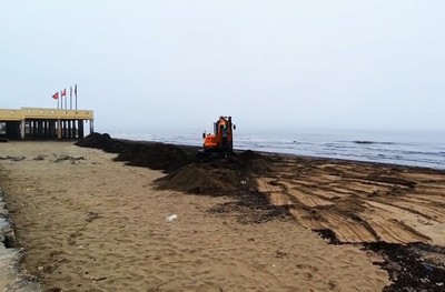 Nghệ An: 100 tấn mùn "tấn công" bãi biển Cửa Lò là rác thải cây cối phân huỷ