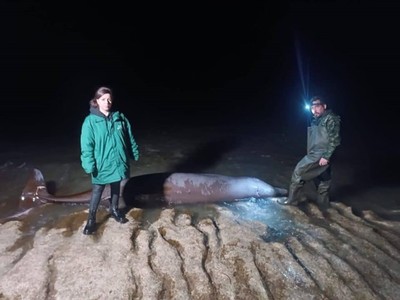 Sau động đất ở Thổ Nhĩ Kỳ, nhiều xác cá voi dạt vào bờ biển Cyprus