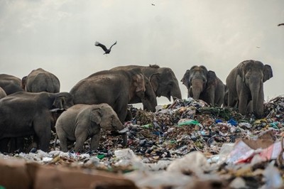 Sri Lanka cấm nhựa dùng một lần để bảo vệ loài voi