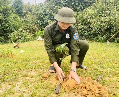 Quảng Nam: Ban Quản lý Khu bảo tồn loài và sinh cảnh voi trồng 10 nghìn cây lim xanh