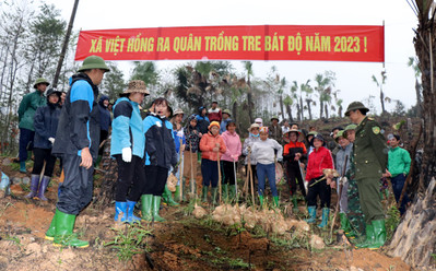 Yên Bái: Huyện Trấn Yên phấn đấu trồng trên 250 ha tre măng Bát độ năm 2023